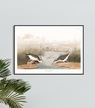 Load image into Gallery viewer, Spotted Sandpiper Print by John Audubon