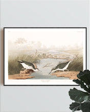 Load image into Gallery viewer, Spotted Sandpiper Print by John Audubon
