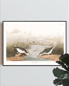 Spotted Sandpiper Print by John Audubon