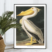 Load image into Gallery viewer, American White Pelican Print by John Audubon