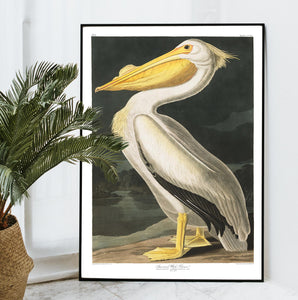 American White Pelican Print by John Audubon