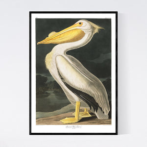 American White Pelican Print by John Audubon