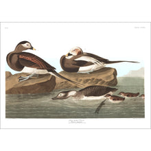 Load image into Gallery viewer, Long-Tailed Duck Print by John Audubon