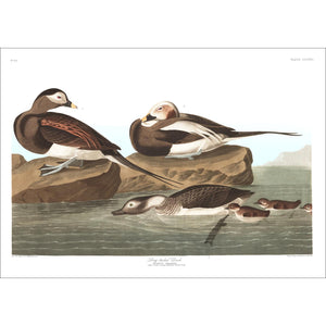 Long-Tailed Duck Print by John Audubon