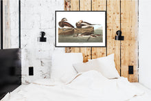 Load image into Gallery viewer, Long-Tailed Duck Print by John Audubon