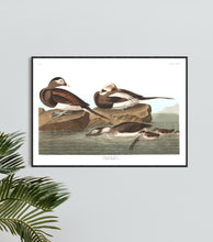 Load image into Gallery viewer, Long-Tailed Duck Print by John Audubon