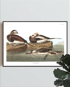 Long-Tailed Duck Print by John Audubon