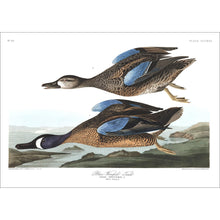 Load image into Gallery viewer, Blue-Winged Teal Print by John Audubon