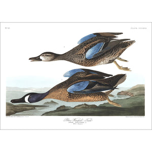 Blue-Winged Teal Print by John Audubon