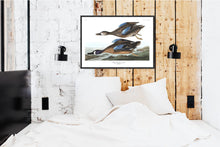 Load image into Gallery viewer, Blue-Winged Teal Print by John Audubon
