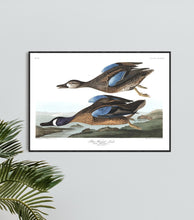 Load image into Gallery viewer, Blue-Winged Teal Print by John Audubon