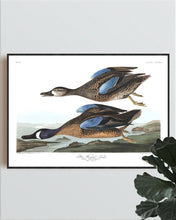 Load image into Gallery viewer, Blue-Winged Teal Print by John Audubon