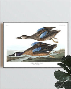 Blue-Winged Teal Print by John Audubon