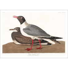 Load image into Gallery viewer, Black-Headed Gull Print by John Audubon