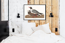 Load image into Gallery viewer, Black-Headed Gull Print by John Audubon