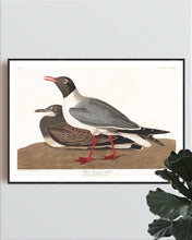 Load image into Gallery viewer, Black-Headed Gull Print by John Audubon