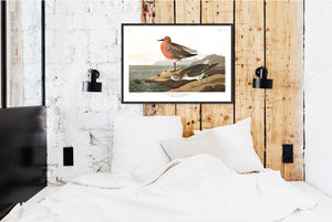 Red-Breasted Sandpiper Print by John Audubon