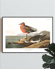 Load image into Gallery viewer, Red-Breasted Sandpiper Print by John Audubon