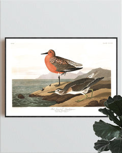 Red-Breasted Sandpiper Print by John Audubon