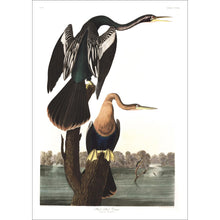 Load image into Gallery viewer, Black-Bellied Darter Print by John Audubon