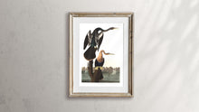 Load image into Gallery viewer, Black-Bellied Darter Print by John Audubon