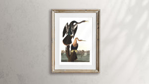 Black-Bellied Darter Print by John Audubon