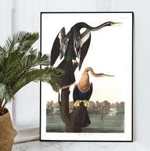 Load image into Gallery viewer, Black-Bellied Darter Print by John Audubon