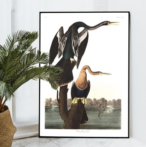 Black-Bellied Darter Print by John Audubon
