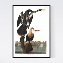 Load image into Gallery viewer, Black-Bellied Darter Print by John Audubon