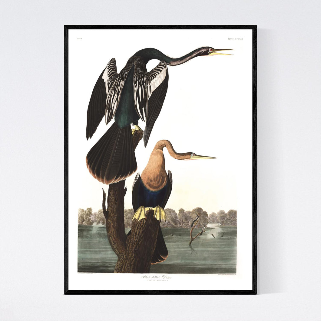 Black-Bellied Darter Print by John Audubon