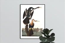 Load image into Gallery viewer, Black-Bellied Darter Print by John Audubon