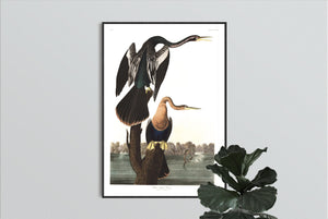 Black-Bellied Darter Print by John Audubon