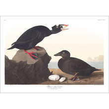 Load image into Gallery viewer, Black or Surf Duck Print by John Audubon
