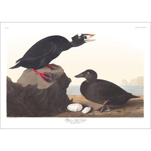 Black or Surf Duck Print by John Audubon