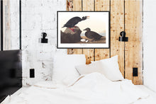 Load image into Gallery viewer, Black or Surf Duck Print by John Audubon