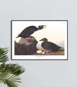 Black or Surf Duck Print by John Audubon
