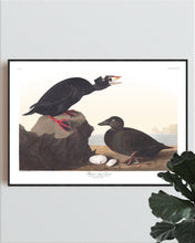 Load image into Gallery viewer, Black or Surf Duck Print by John Audubon