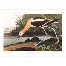 Load image into Gallery viewer, American Avocet Print by John Audubon