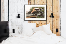Load image into Gallery viewer, American Avocet Print by John Audubon