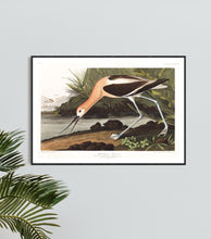 Load image into Gallery viewer, American Avocet Print by John Audubon