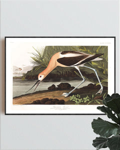 American Avocet Print by John Audubon