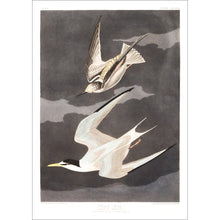 Load image into Gallery viewer, Lesser Tern Print by John Audubon