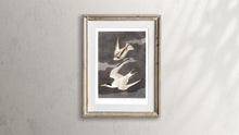 Load image into Gallery viewer, Lesser Tern Print by John Audubon