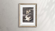 Load image into Gallery viewer, Lesser Tern Print by John Audubon