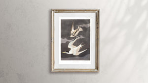 Lesser Tern Print by John Audubon