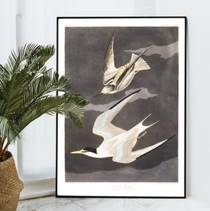 Lesser Tern Print by John Audubon