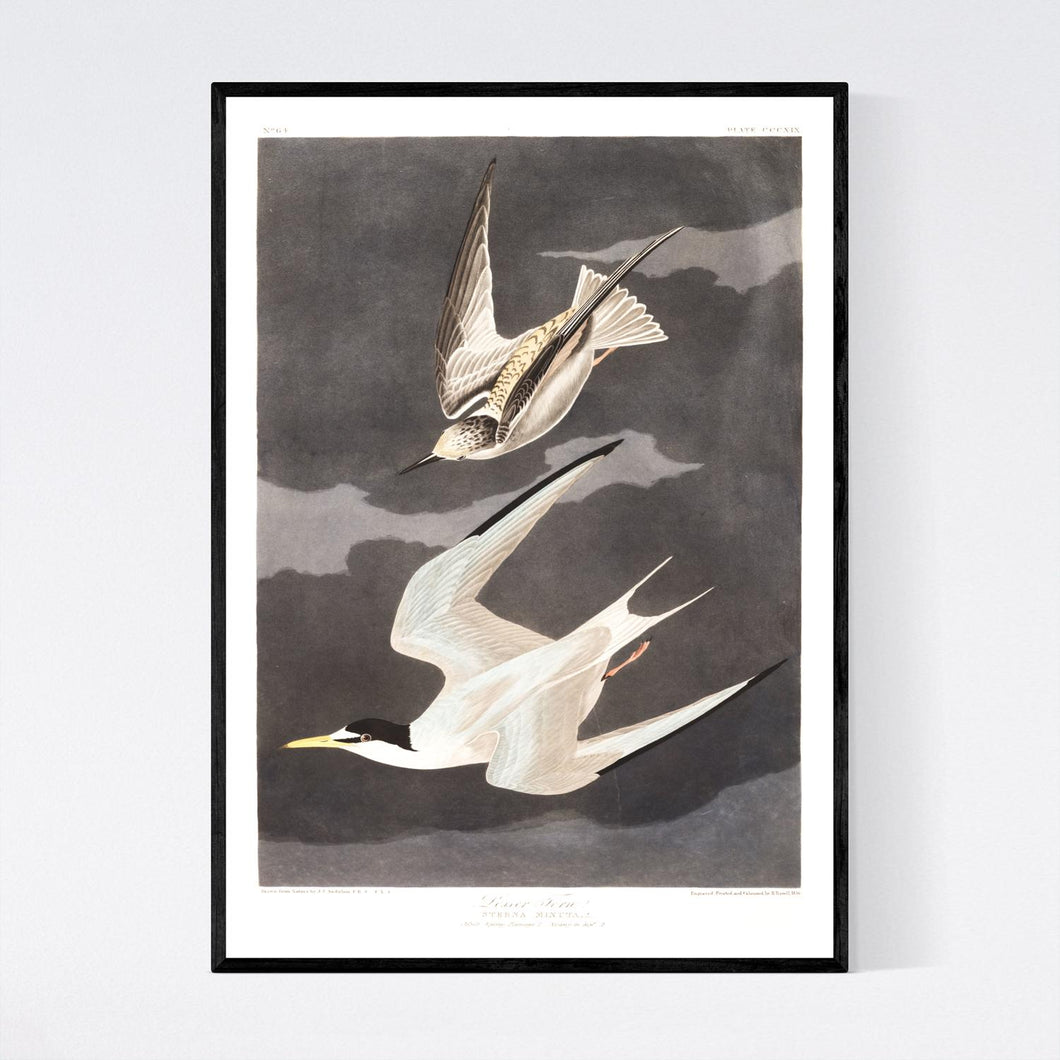 Lesser Tern Print by John Audubon