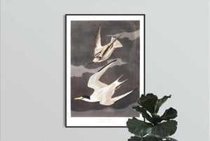 Lesser Tern Print by John Audubon