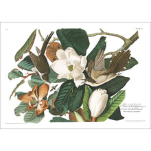 Load image into Gallery viewer, Black Billed Cuckoo Print by John Audubon