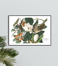 Load image into Gallery viewer, Black Billed Cuckoo Print by John Audubon